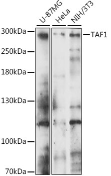 TAF1 Rabbit Polyclonal Antibody