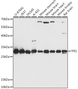 TPI1 Rabbit Polyclonal Antibody
