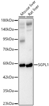 SGPL1 Rabbit Polyclonal Antibody