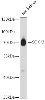 SOX13 Rabbit Polyclonal Antibody