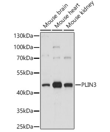 PLIN3 Rabbit Polyclonal Antibody