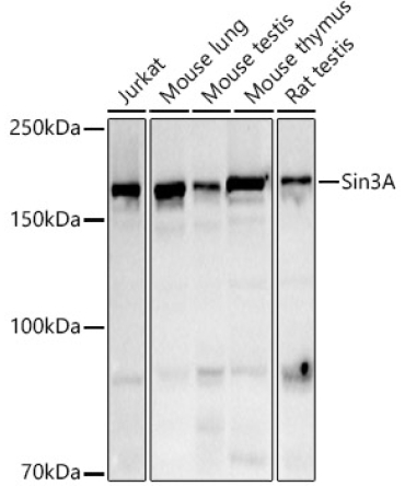 Sin3A Rabbit Polyclonal Antibody