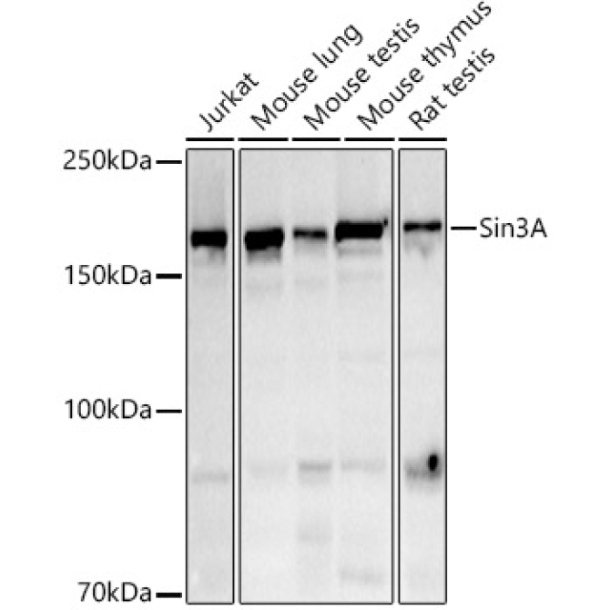Sin3A Rabbit Polyclonal Antibody