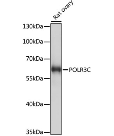 POLR3C Rabbit Polyclonal Antibody