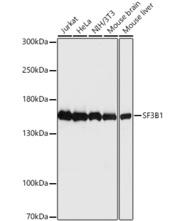 SF3B1 Rabbit Polyclonal Antibody