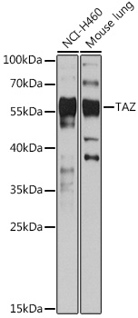 TAZ Rabbit Polyclonal Antibody