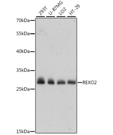 REXO2 Rabbit Polyclonal Antibody