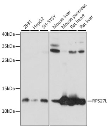 RPS27L Rabbit Polyclonal Antibody