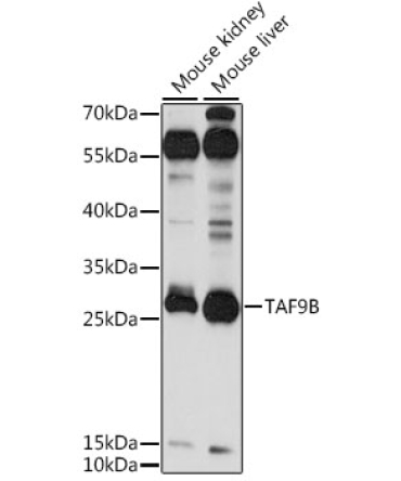 TAF9B Rabbit Polyclonal Antibody