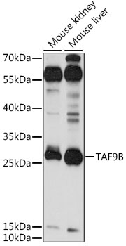 TAF9B Rabbit Polyclonal Antibody