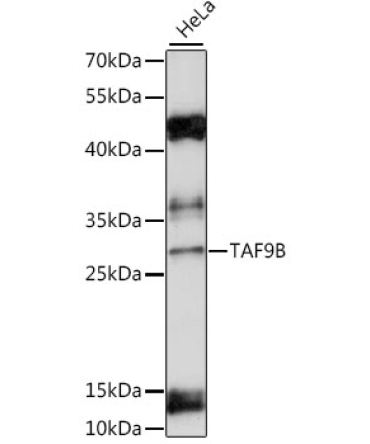 TAF9B Rabbit Polyclonal Antibody