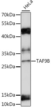 TAF9B Rabbit Polyclonal Antibody