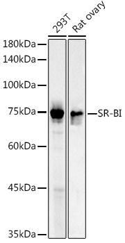 SR-BI Rabbit Polyclonal Antibody
