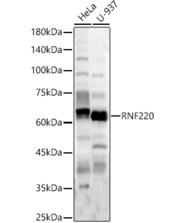 RNF220 Rabbit Polyclonal Antibody