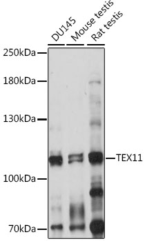 TEX11 Rabbit Polyclonal Antibody