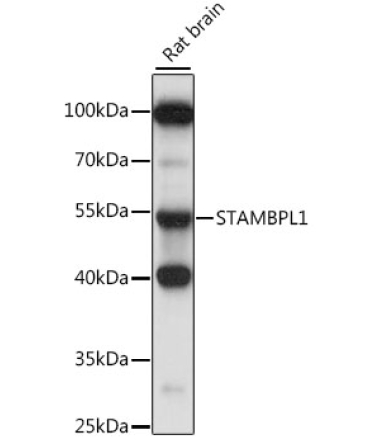 STAMBPL1 Rabbit Polyclonal Antibody