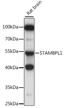 STAMBPL1 Rabbit Polyclonal Antibody