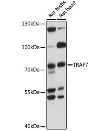 TRAF7 Rabbit Polyclonal Antibody