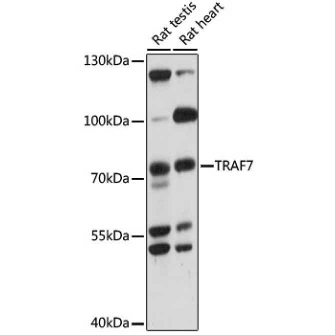 TRAF7 Rabbit Polyclonal Antibody
