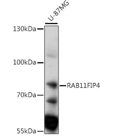 RAB11FIP4 Rabbit Polyclonal Antibody