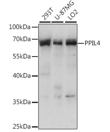 PPIL4 Rabbit Polyclonal Antibody