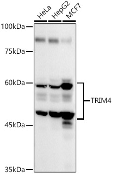 TRIM4 Rabbit Polyclonal Antibody