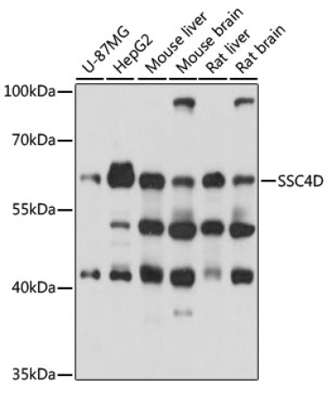 SSC4D Rabbit Polyclonal Antibody