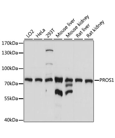 PROS1 Rabbit Polyclonal Antibody