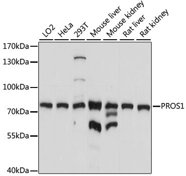 PROS1 Rabbit Polyclonal Antibody