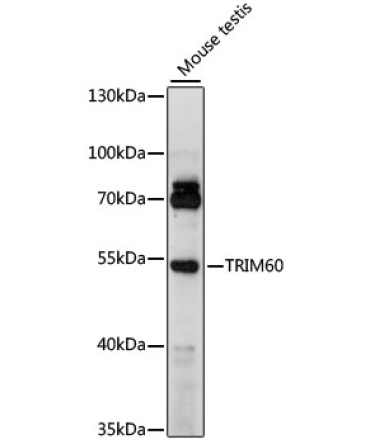 TRIM60 Rabbit Polyclonal Antibody