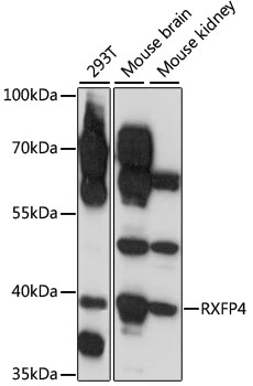 RXFP4 Rabbit Polyclonal Antibody