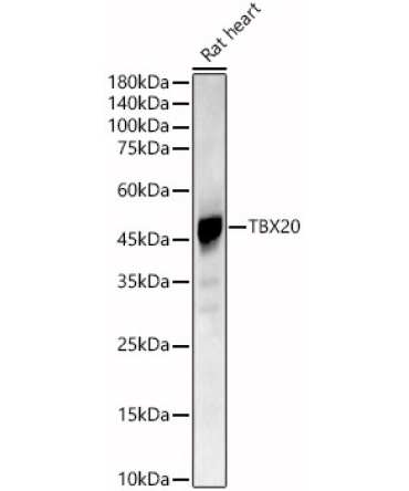TBX20 Rabbit Polyclonal Antibody