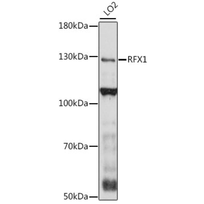 RFX1 Rabbit Polyclonal Antibody
