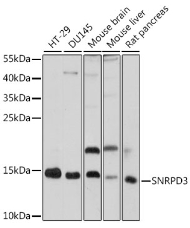 SNRPD3 Rabbit Polyclonal Antibody