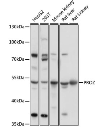 PROZ Rabbit Polyclonal Antibody