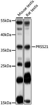 PRSS21 Rabbit Polyclonal Antibody
