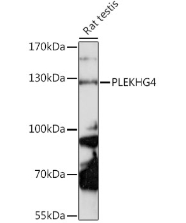 PLEKHG4 Rabbit Polyclonal Antibody