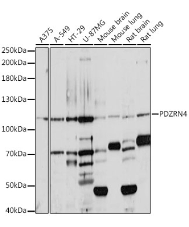 PDZRN4 Rabbit Polyclonal Antibody