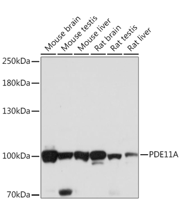 PDE11A Rabbit Polyclonal Antibody