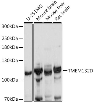 TMEM132D Rabbit Polyclonal Antibody