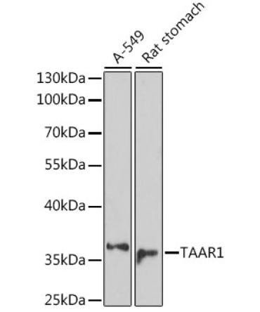 TAAR1 Rabbit Polyclonal Antibody