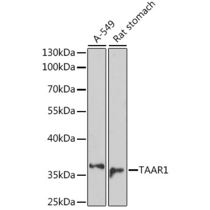 TAAR1 Rabbit Polyclonal Antibody