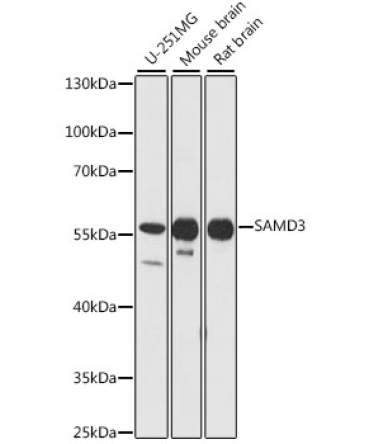 SAMD3 Rabbit Polyclonal Antibody