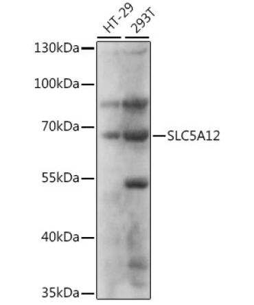 SLC5A12 Rabbit Polyclonal Antibody