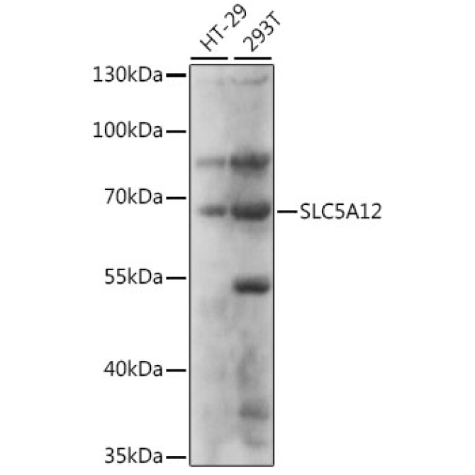 SLC5A12 Rabbit Polyclonal Antibody