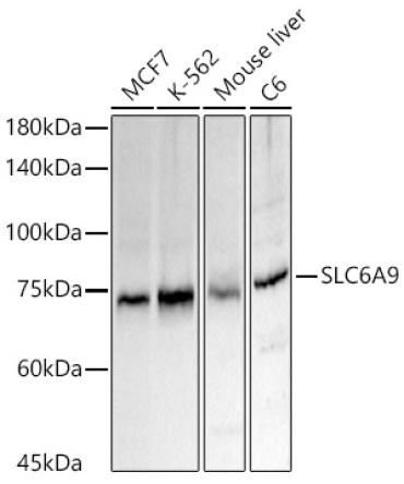 SLC6A9 Rabbit Polyclonal Antibody
