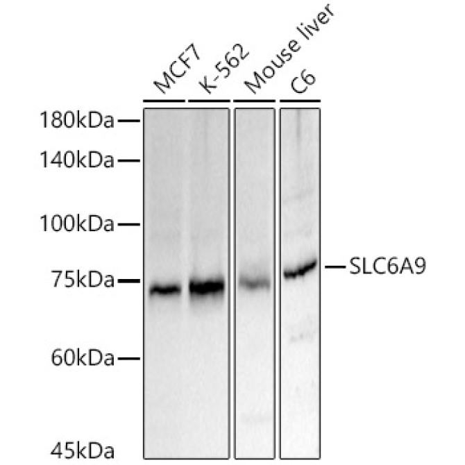 SLC6A9 Rabbit Polyclonal Antibody