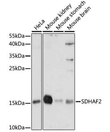SDHAF2 Rabbit Polyclonal Antibody