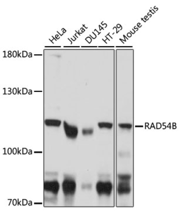 RAD54B Rabbit Polyclonal Antibody