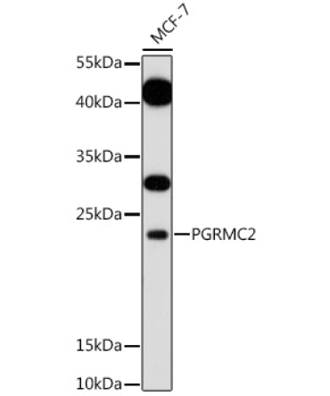 PGRMC2 Rabbit Polyclonal Antibody